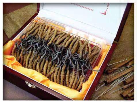 腾冲冬虫夏草回收